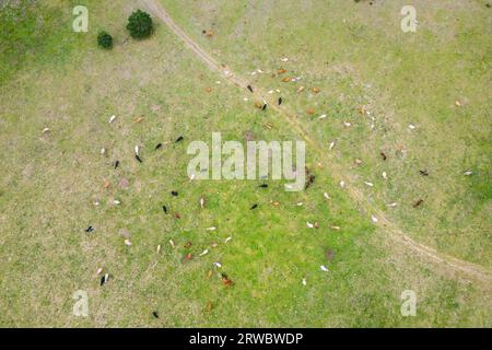 Amazing aerial scenery of herd of cows pasturing on green hill in daylight Stock Photo