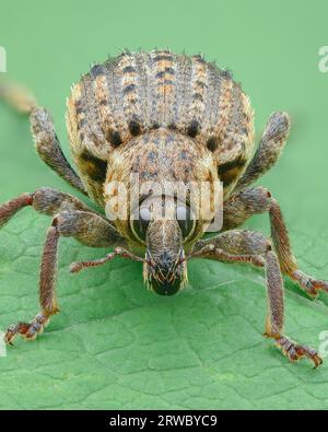 Portrait of a brown weevil with stripes on elytra, green background (Clover Leaf Weevil, Brachypera zoilus) Stock Photo