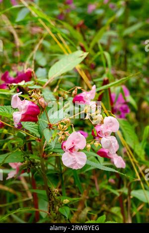 Wonderful wildflower Himalayan balsam, impatiens glandulifera Royle, from the family Balsaminaceae. Stock Photo