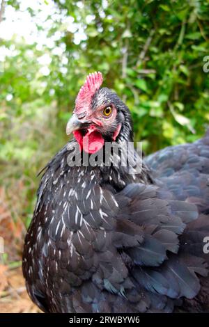 Black Sussex hen free-ranging in an organic chicken garden Stock Photo