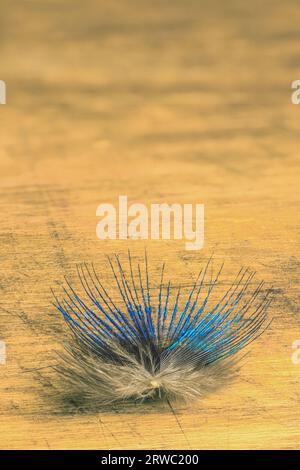 small peacock feather on a light wood background Stock Photo