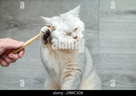 British shorthair silver cat playing with a bamboo toothbrush. Stock Photo