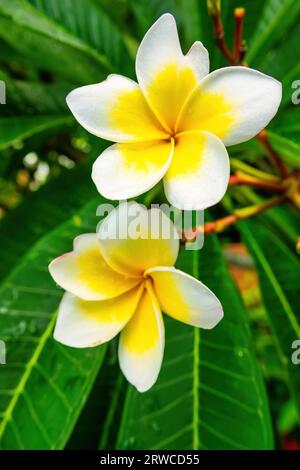 White-yellow variety of Plumeria Rubra (Red Plumeria). Stock Photo