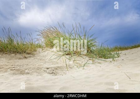 Gras on the sand dunes close to the Northern Sea Stock Photo