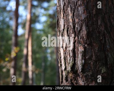 A close up shot of the bark of a pine tree in a forest. Stock Photo