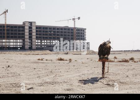 A falcon used for falconry, tied on a stand with its hood on in the desert in southern Bahrain, next to a construction site Stock Photo