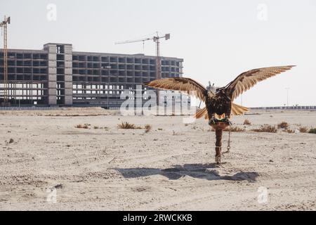 A falcon used for falconry, spreads its wings while on a stand with its hood on in the desert in southern Bahrain Stock Photo