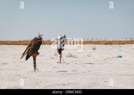 Falcons used for falconry, tied to a stand with their hoods on, in the desert in southern Bahrain Stock Photo