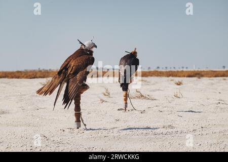 Falcons used for falconry, tied to a stand with their hoods on, in the desert in southern Bahrain Stock Photo