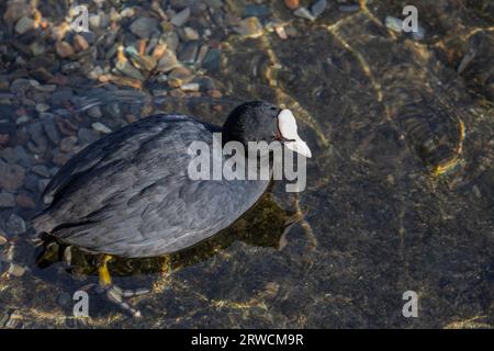 Lugano Switzerland, 21 January 2023: A Eurasian Coot (Fulica Atra) on the Lake Lugano in the water of the lake Lugano in Switzerland. Stock Photo
