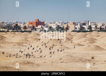 the A'ali field of the Dilmun Burial Mounds, a UNESCO World Heritage site in Manama, Bahrain, a necropolis dating back to 2200 BCE Stock Photo