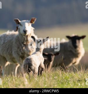 A Young Lamb Looking for Its Mother in a Field in Early Evening Sunshine Stock Photo