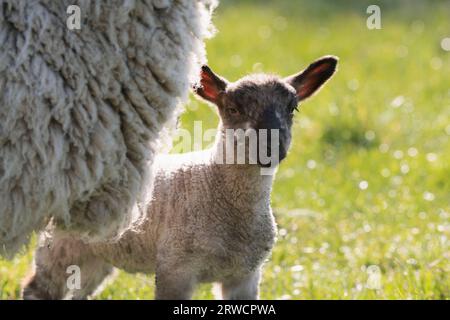 A Young Lamb Standing Next to Its Mother in a Field Stock Photo