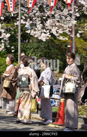 The cherry blossom season in Ueno Park is extremely popular with locals and visitors alike, Tokyo JP Stock Photo