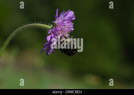 Protaetia lugubris Family Scarabaeidae Genus Protaetia Marbled rose-chafer wild nature bug beetle photography, picture, wallpaper Stock Photo