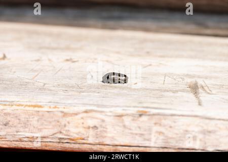 Protaetia lugubris Family Scarabaeidae Genus Protaetia Marbled rose-chafer wild nature bug beetle photography, picture, wallpaper Stock Photo