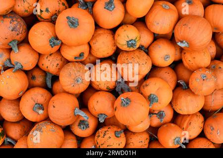 Many orange little Halloween 'Baby Bear' pumpkins Stock Photo