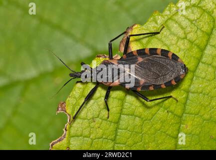 Eastern Bloodsucking Conenose Kissing Bug (Triatoma sanguisuga) on a leaf in Houston, TX. Dangerous biting insect that carries Chagas disease. Stock Photo