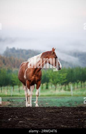 Paint horse at ranch. Brown and white mustang animal outdoors Stock Photo