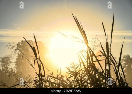 Cattails at sunrise Stock Photo