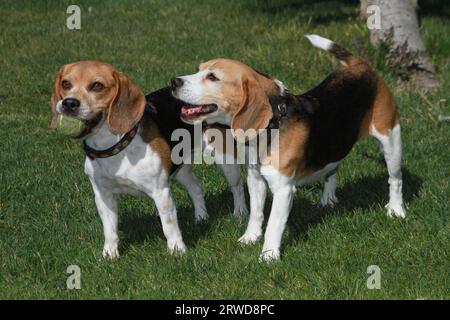 2 Beagles standin on grass. One has a ball in it's mouth Stock Photo