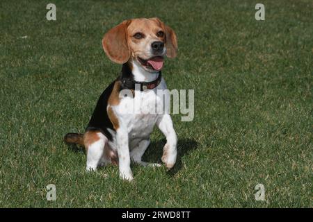Beagle sitting on grass with front paw raised looking happy Stock Photo