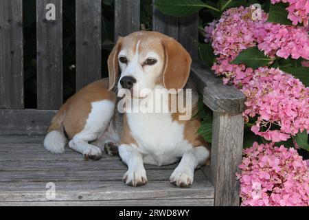 Beagle laying on a bench next to a bush of hydrangeas. Stock Photo