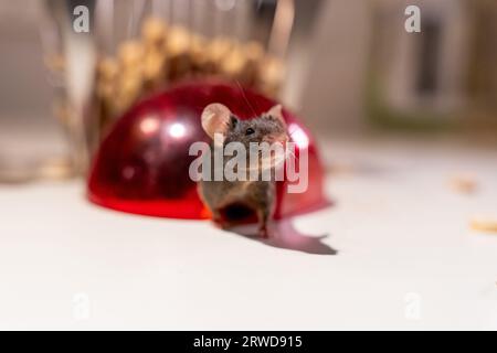 Cute laboratory mouse emerging from a red dome shelter Stock Photo