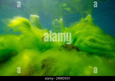 Algal bloom underwater, filamentous algae in the Atlantic ocean, natural scene, Spain, Galicia, Rias Baixas Stock Photo