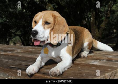 Beagle laying on bench with greenery in background Stock Photo