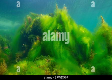 Algal bloom underwater in the Atlantic ocean, filamentous algae covering others seaweed, natural scene, Spain, Galicia, Rias Baixas Stock Photo