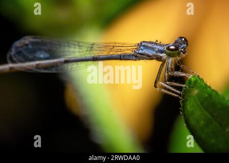 A female Fragile Forktail (Ischnura posita) patiently waits for the dewdrops to dry. Raleigh, North Carolina. Stock Photo