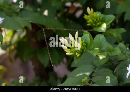 White crepe Jasmine flower buds (Tabernaemontana divaricata), shallow focus. Stock Photo