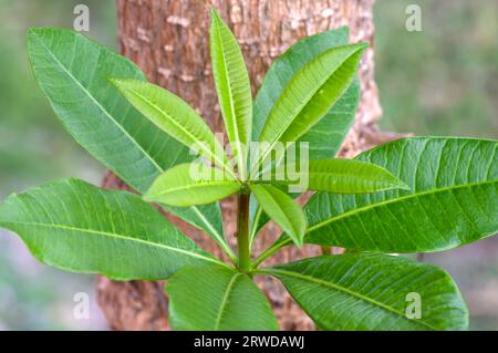 Young Pulai, Alstonia scholaris leaves, commonly called blackboard tree. Natural background. Stock Photo