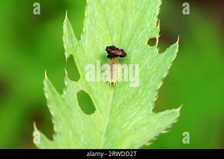 Hispidae family insect crawl on plants, North China Stock Photo - Alamy