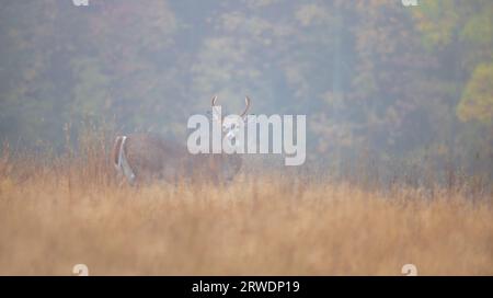 White-tailed buck on a foggy morning in northern Wisconsin. Stock Photo