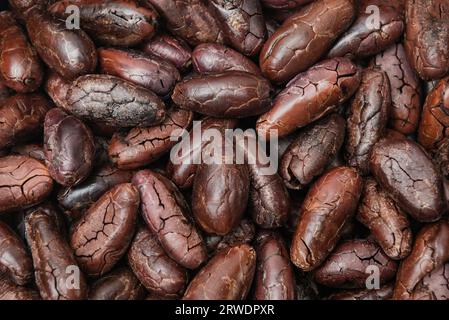 Cocoa roasted beans whole seed backed raw dark organic antioxidant bitter taste cracked Stock Photo