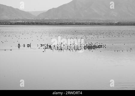 black and white image of birds in Antelope Island State Park, in the Great Salt Lake, Utah. Stock Photo