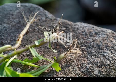 Roots of Atropa belladonna, commonly known as belladonna or deadly nightshade. Stock Photo