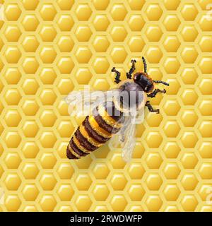 Honey bee feeding larvae Stock Vector Images - Alamy