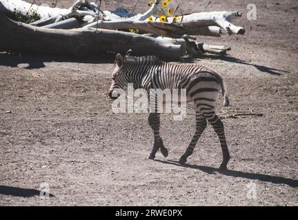 A foal zebra walking in the Utah's Hogle Zoo, enclosure. Stock Photo