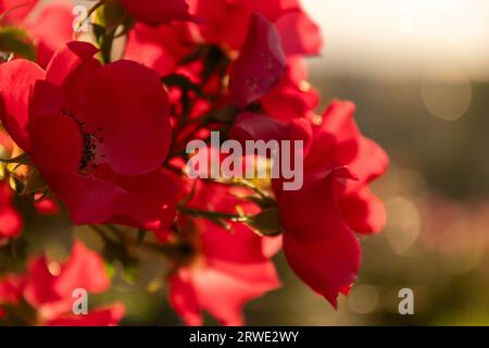 Red flower, blossom in the warm evening light. Close up. Stock Photo