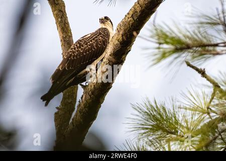 Osprey (Pandion haliaetus) perched on a tree limb at Sawgrass in Ponte Vedra Beach, Florida. (USA) Stock Photo