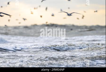 Low angle view of a Franklin's Gull at sunrise in flight along with a flock of seagulls over the incoming waves at Jacksonville Beach, Florida. (USA) Stock Photo