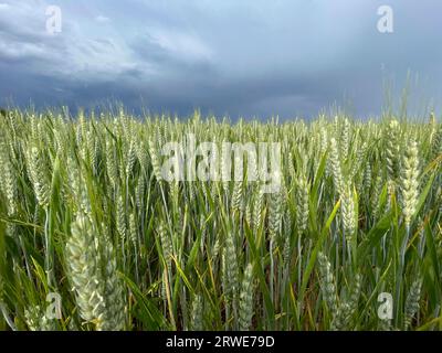 Durum wheat (Triticum turgidum), agriculture, field, Tauber valley, Tauberfranken, Main-Tauber district, Lauda-Koenigshofen, Baden-Wuerttemberg Stock Photo