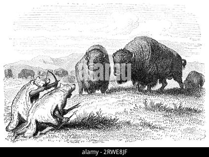 Native american buffalo hunters dressed as coyotes. Engraving by unknown artist from Ernst von Hesse-Warteggs Nord Amerika, swedish edition published Stock Photo