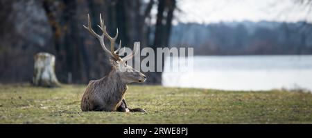 Majestic male red deer in autumn field on lake background. Animal in nature habitat. Big mammal. Wildlife scene Stock Photo