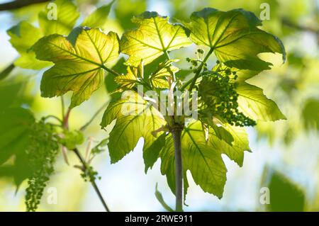 Young maple foliage and blossoms against the light Stock Photo