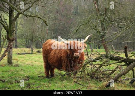 Somewhat timid highland cattle, background pasture and trees Stock Photo