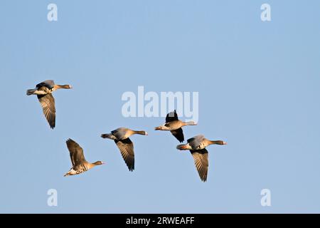 Greater White-fronted Goose, the female usually lays 4 to 8 eggs (Greater Whitefront) (Photo Greater White-fronted Geese during the migration) Stock Photo